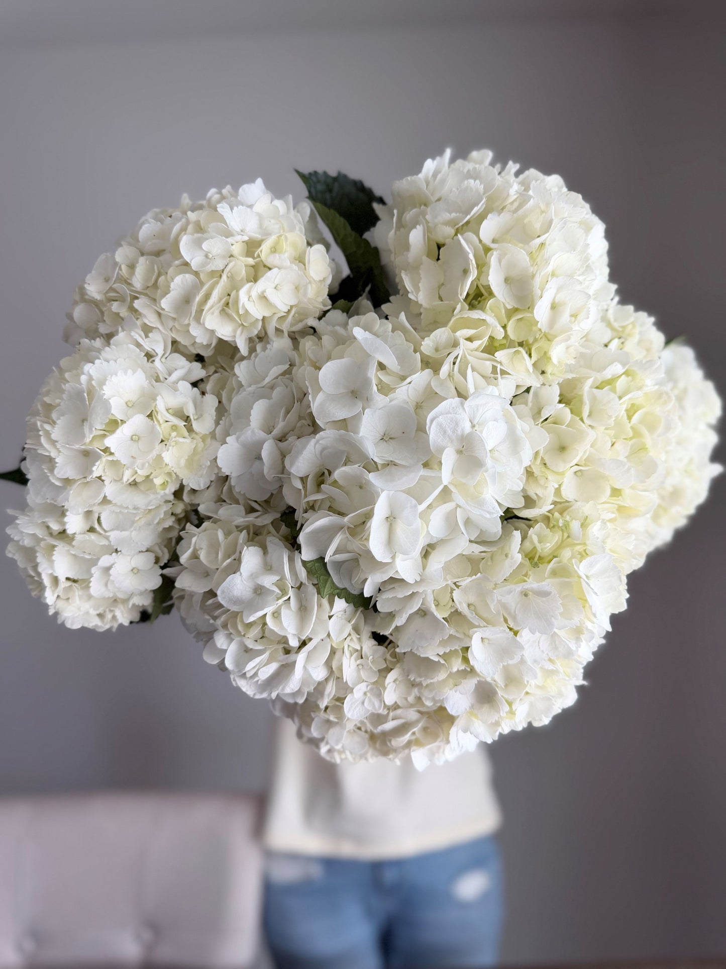 Cloud White Hydrangea Arrangement