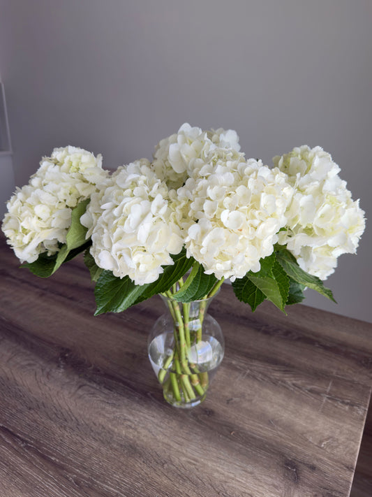 Cloud White Hydrangea Arrangement